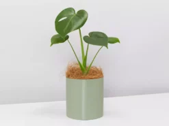 Urban Eden Sage Vessel + Potted Plant