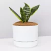 Pot + Plant Gift Box Border Plants Sansevieria Trifasciata Superba - Plant + Pot + Soil