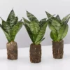 Indoor Garden Sansevieria Trifasciata Green Hahnii Paper Pots