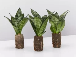 Indoor Garden Sansevieria Trifasciata Green Hahnii Paper Pots