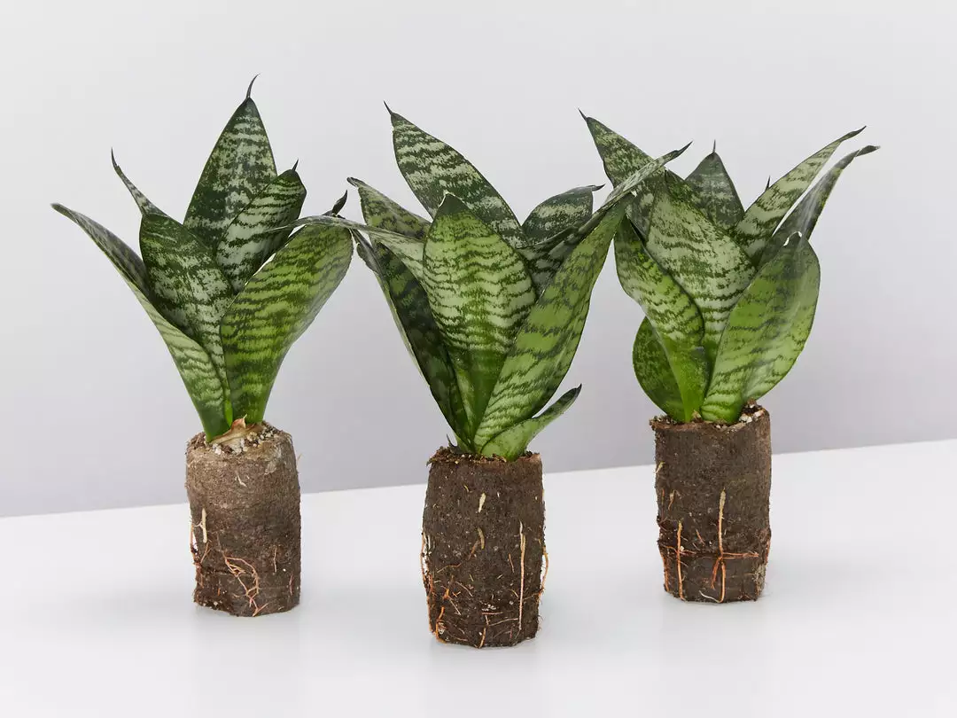 Indoor Garden Sansevieria Trifasciata Green Hahnii Paper Pots 3 Indoor Garden Sansevieria Trifasciata Green Hahnii Paper Pots