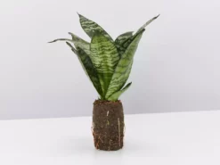 Indoor Garden Sansevieria Trifasciata Green Hahnii Paper Pots