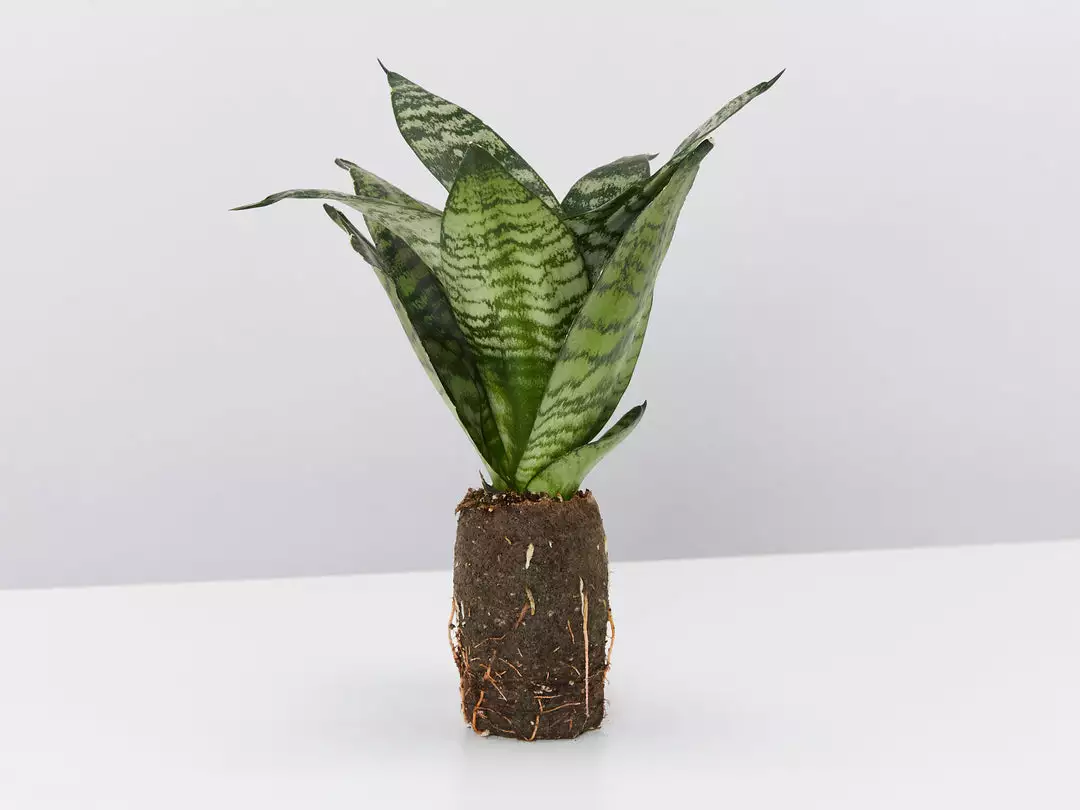 Indoor Garden Sansevieria Trifasciata Green Hahnii Paper Pots 4 Indoor Garden Sansevieria Trifasciata Green Hahnii Paper Pots