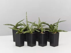 Indoor Garden Sansevieria Cylindrica Snake Plants