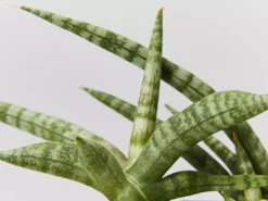 Indoor Garden Sansevieria Cylindrica Snake Plants