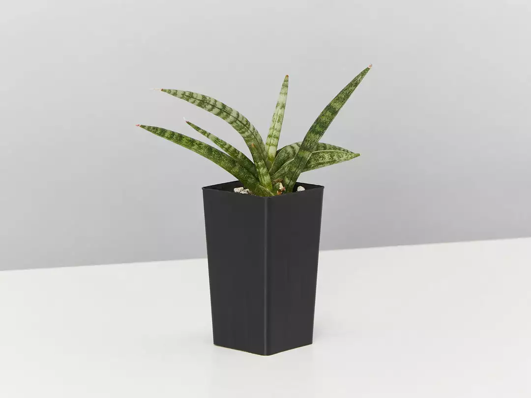Indoor Garden Sansevieria Cylindrica Snake Plants 5 Indoor Garden Sansevieria Cylindrica Snake Plants