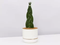 Indoor Garden Pool Friendly Plants Sansevieria Cylindrica Snake Plants