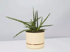 Succulents The Succulent Planter + LECA And Soil Bag 23 Succulents The Succulent Planter + LECA And Soil Bag