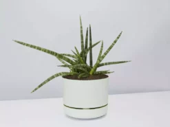 Pot + Plant Gift Box Air Purifying Sansevieria Crazy - Pot + Plant + Soil