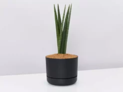 Indoor Garden Pool Friendly Plants Sansevieria Cylindrica Snake Plants