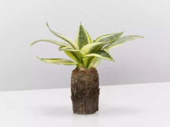 Indoor Garden Border Plants Sansevieria Trifasciata Golden Hahnii In Paper Pots