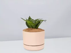 Succulents Border Plants Sansevieria Trifasciata Green Hahnii - Pot + Plant + Soil