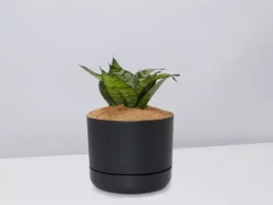 Succulents Border Plants Sansevieria Trifasciata Green Hahnii - Pot + Plant + Soil