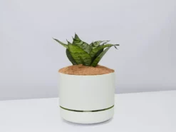 Succulents Border Plants Sansevieria Trifasciata Green Hahnii - Pot + Plant + Soil