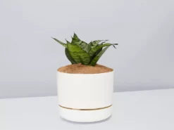 Succulents Border Plants Sansevieria Trifasciata Green Hahnii - Pot + Plant + Soil