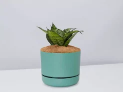 Succulents Border Plants Sansevieria Trifasciata Green Hahnii - Pot + Plant + Soil