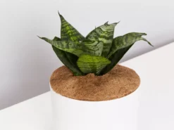 Succulents Border Plants Sansevieria Trifasciata Green Hahnii - Pot + Plant + Soil