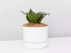 Succulents Border Plants Sansevieria Trifasciata Green Hahnii - Pot + Plant + Soil