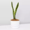 Succulents Sansevieria Trifasciata Laurentii - Pot + Plant + Soil Border Plants