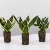 Indoor Garden Sansevieria Trifasciata Lotus Hahnii In Paper Pots