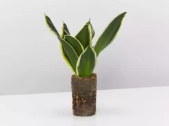 Indoor Garden Sansevieria Trifasciata Lotus Hahnii In Paper Pots