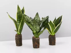 Indoor Garden Border Plants Mixed Pack Of Sansevieria In Paper Pots
