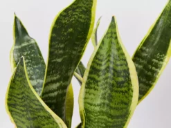 Plants In A Box Sansevieria Trifasciata Superba