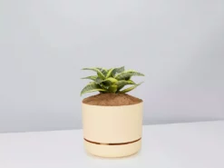 Succulents Snake Plants Sansevieria Trifasciata Golden Hahnii - Pot + Plant + Soil