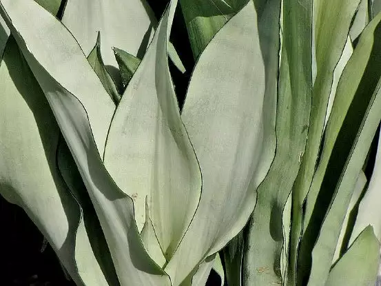 Indoor Garden Snake Plants Sansevieria Trifasciata Moonshine With Pot Option 4 Indoor Garden Snake Plants Sansevieria Trifasciata Moonshine With Pot Option