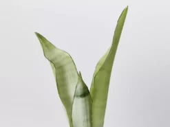 Indoor Garden Snake Plants Sansevieria Trifasciata Moonshine With Pot Option 11 Indoor Garden Snake Plants Sansevieria Trifasciata Moonshine With Pot Option