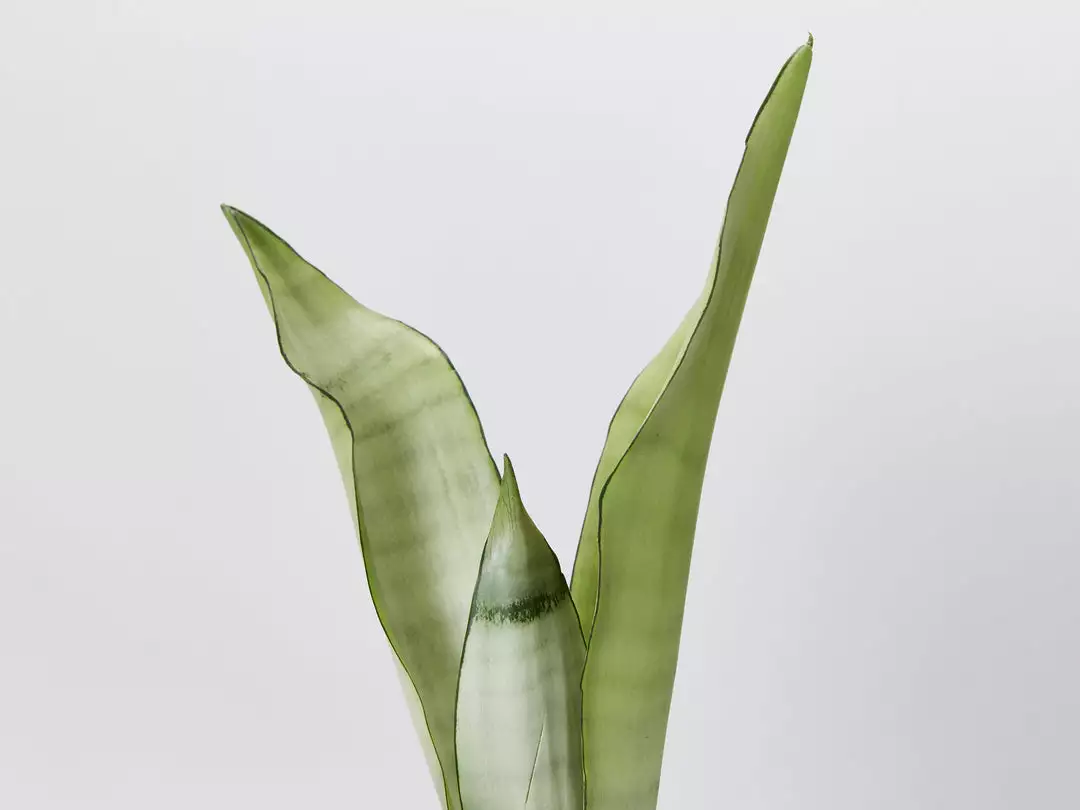 Indoor Garden Snake Plants Sansevieria Trifasciata Moonshine With Pot Option 5 Indoor Garden Snake Plants Sansevieria Trifasciata Moonshine With Pot Option