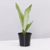 Indoor Garden Snake Plants Sansevieria Trifasciata Moonshine With Pot Option