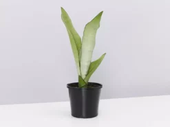 Indoor Garden Snake Plants Sansevieria Trifasciata Moonshine With Pot Option