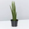 Indoor Garden Pool Friendly Plants Sansevieria Cylindrica Snake Plants