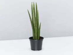 Indoor Garden Pool Friendly Plants Sansevieria Cylindrica Snake Plants