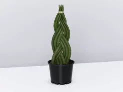 Indoor Garden Pool Friendly Plants Sansevieria Cylindrica Snake Plants