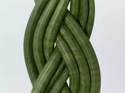 Indoor Garden Pool Friendly Plants Sansevieria Cylindrica Snake Plants