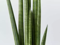 Indoor Garden Pool Friendly Plants Sansevieria Cylindrica Snake Plants