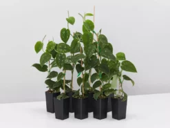 Indoor Garden Satin Pothos Scindapsus Pictus Argyraeus