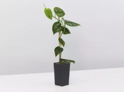 Indoor Garden Hanging Basket Pack - Indoor Assorted