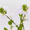 Shrubs Scaevola Aemula Fairy Blue