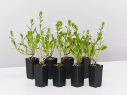 Shrubs Border Plants Scaevola Aemula Bondi White