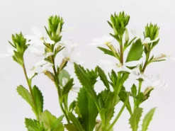 Shrubs Border Plants Scaevola Aemula Bondi White