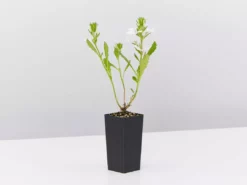 Shrubs Border Plants Scaevola Aemula Bondi White