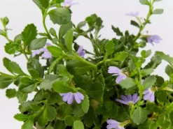 Shrubs Scaevola Albida Mauve Clusters Full Sun