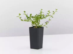 Shrubs Scaevola Albida Mauve Clusters Full Sun