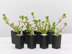 Shrubs Scaevola Aemula Fairy Pink Full Sun