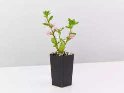 Shrubs Scaevola Aemula Fairy Pink Full Sun