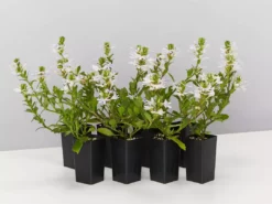 Shrubs Border Plants Scaevola Aemula White Mauve