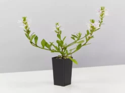 Shrubs Border Plants Scaevola Aemula White Mauve